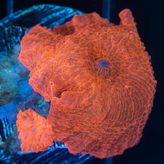 Hi-C Mushroom Coral (With Baby)