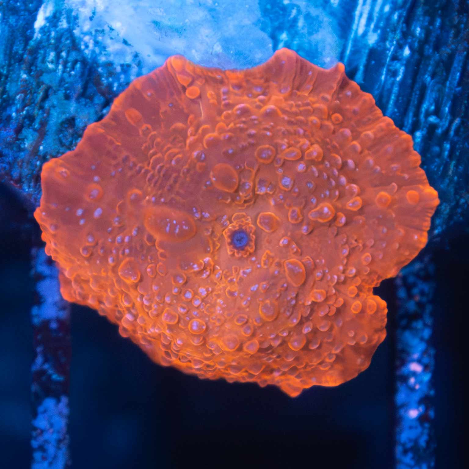 Hi-C Mushroom Coral