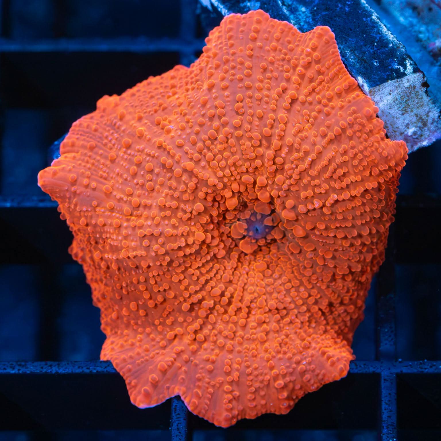Hi-C Mushroom Coral (Large)
