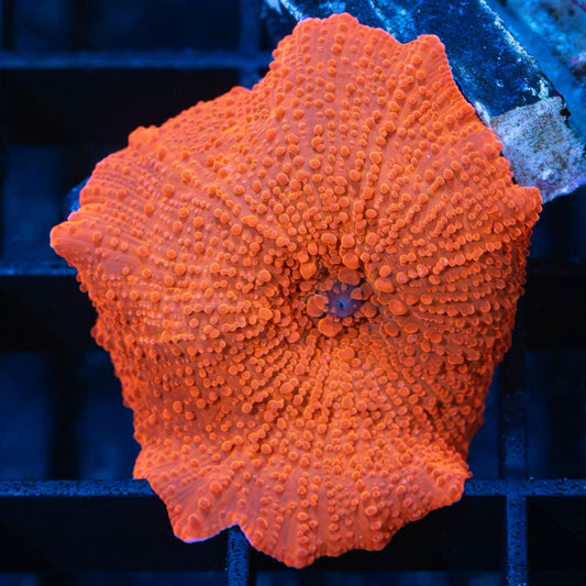 Hi-C Mushroom Coral (Large)