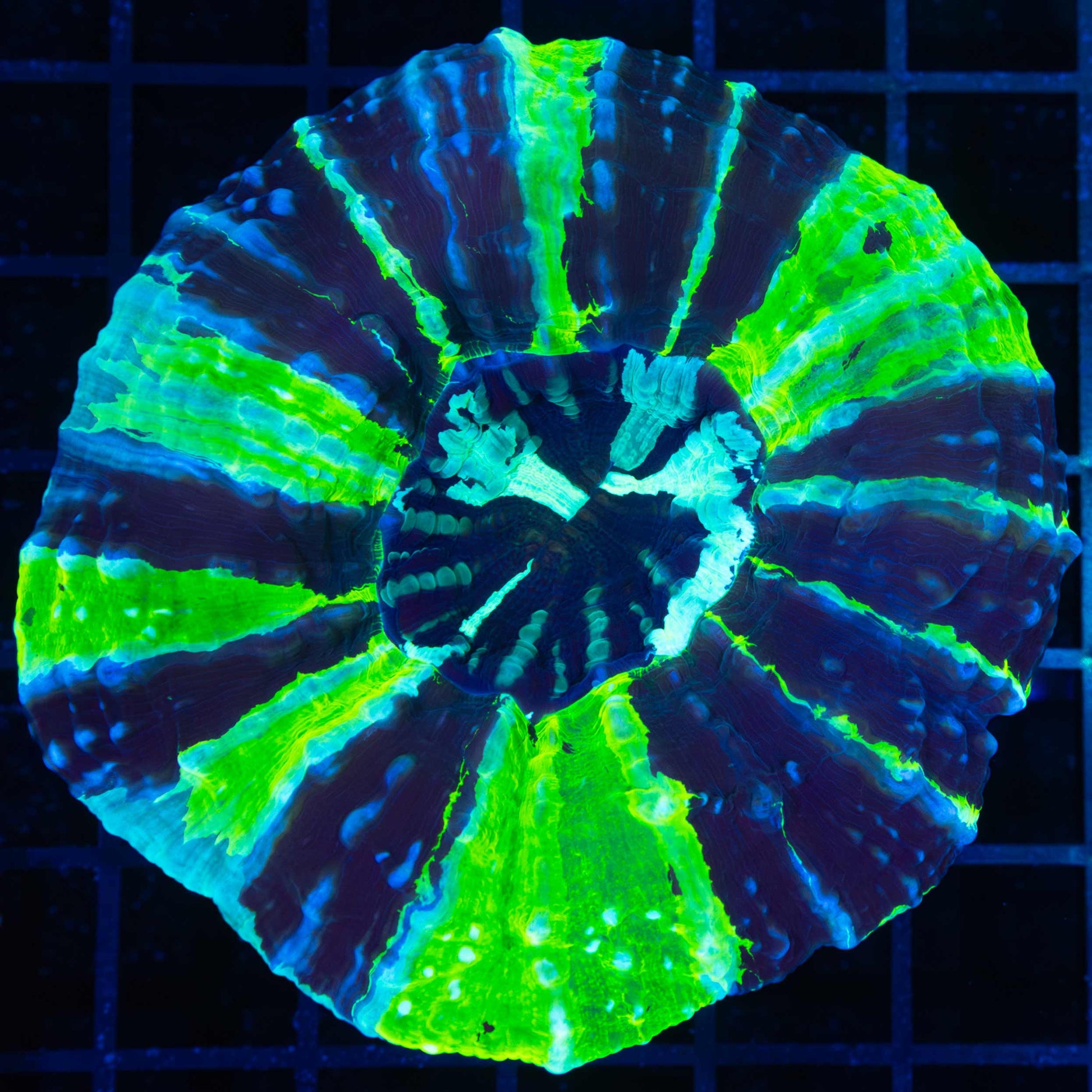Ultra Contrast Acanthophyllia (Bright!)