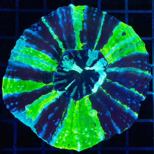 Ultra Contrast Acanthophyllia (Bright!)