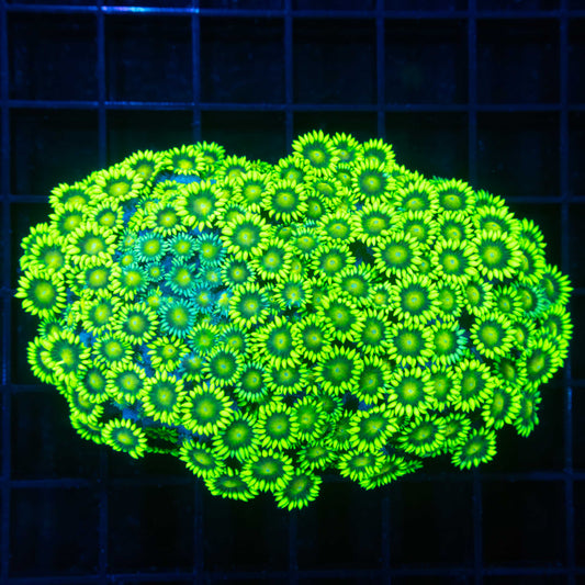 Highlighter Grafted Alveopora Colony (Insanely Bright!) 4"