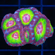 asian acan glowing ring coloration