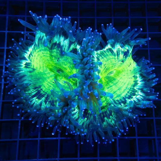 Highlighter Elegance Coral 6”