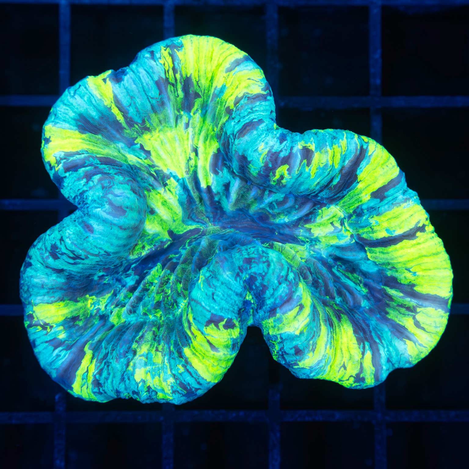 LPS Corals For Sale – Page 4 – Lucky Corals