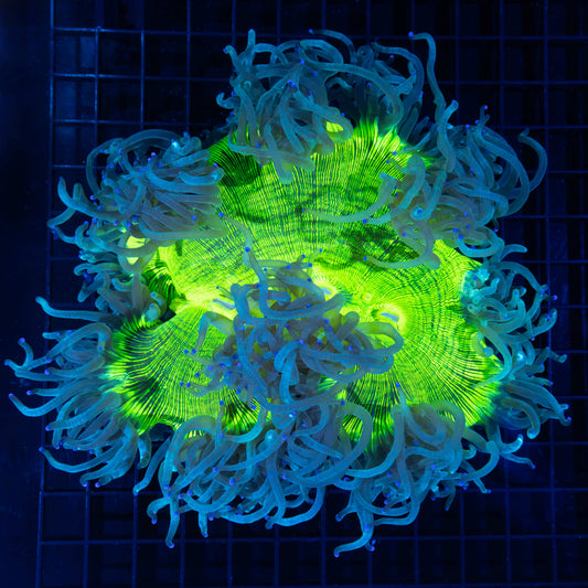 XL Highlighter Blue Tip Elegance Coral 9"