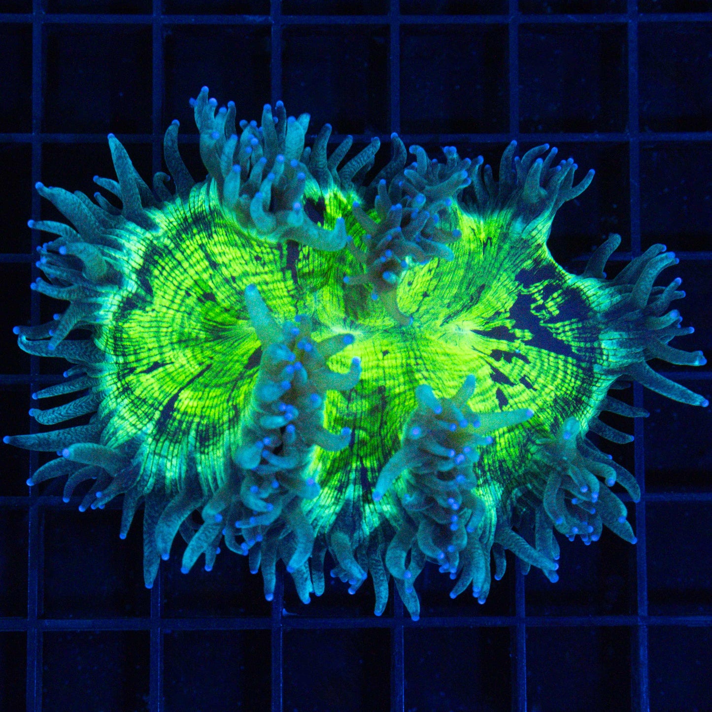 Highlighter Elegance Coral 4”