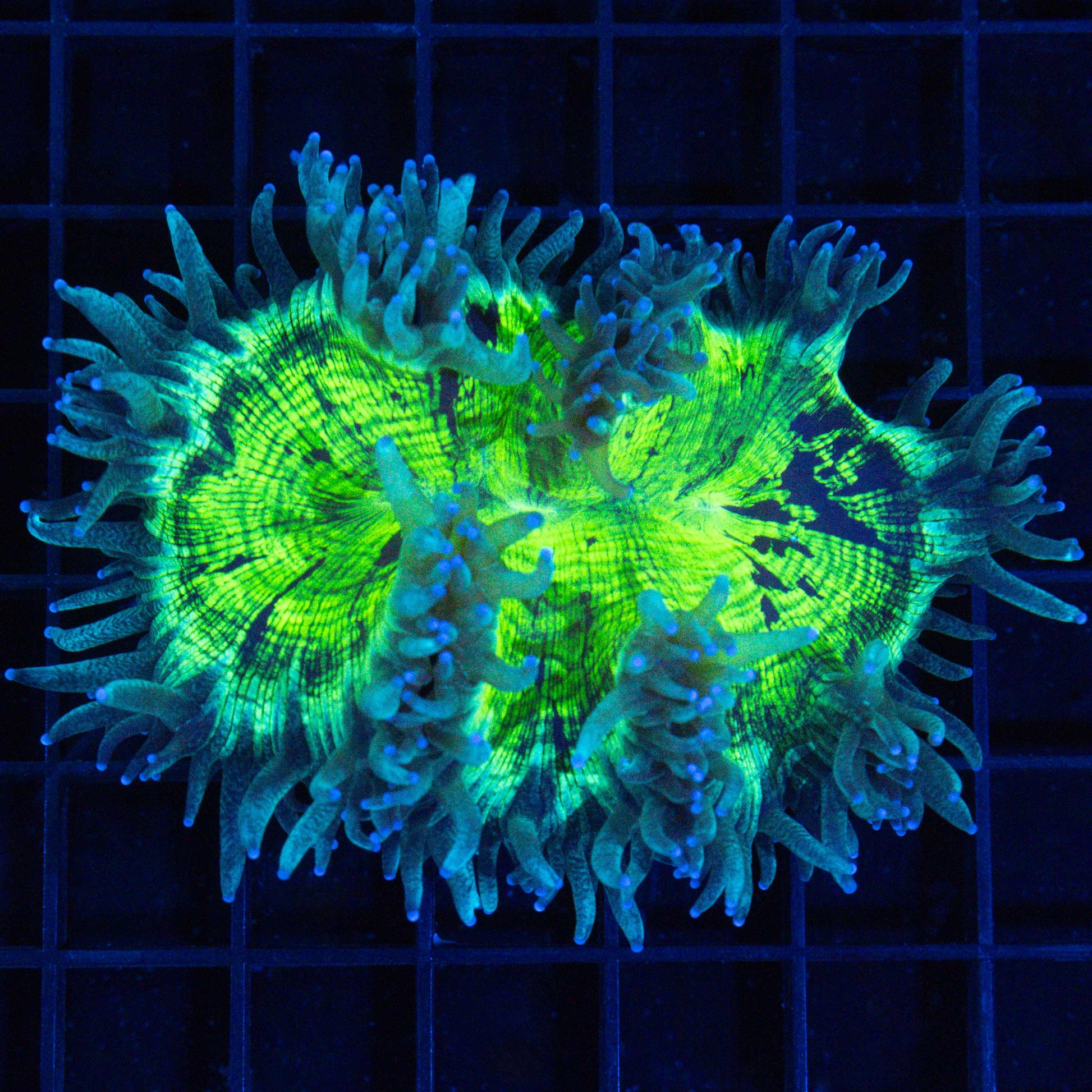 Highlighter Elegance Coral 4”