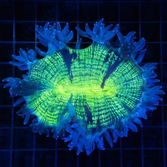 Highlighter Elegance Coral 5”
