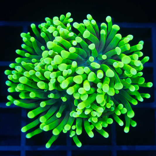Highlighter Frammer Coral