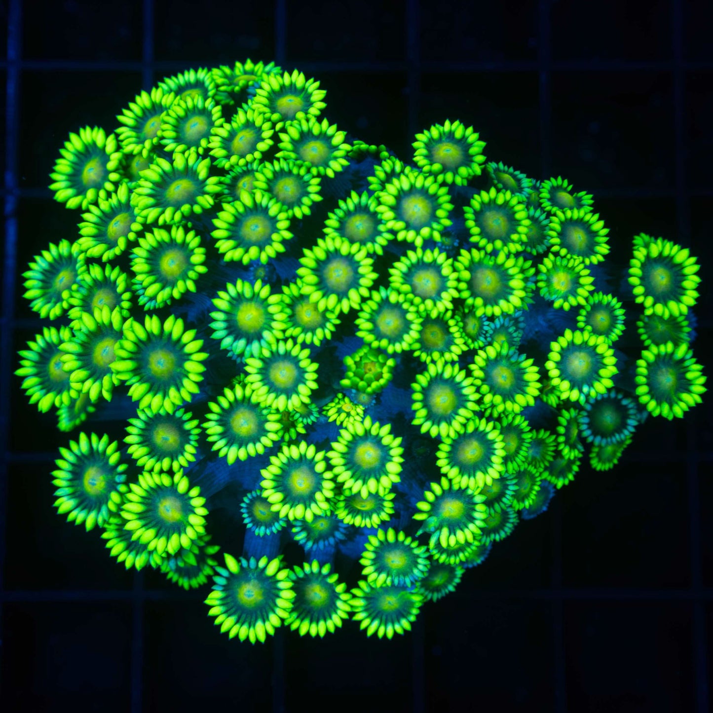 Highlighter Grafted Goniopora Colony (Insanely Bright!) 3"