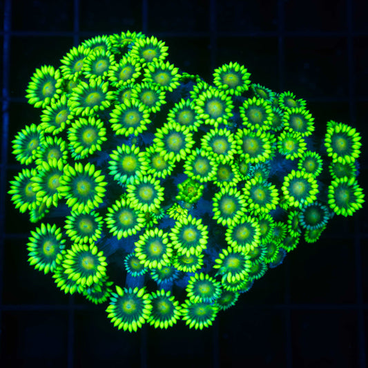 Highlighter Grafted Goniopora Colony (Insanely Bright!) 3"