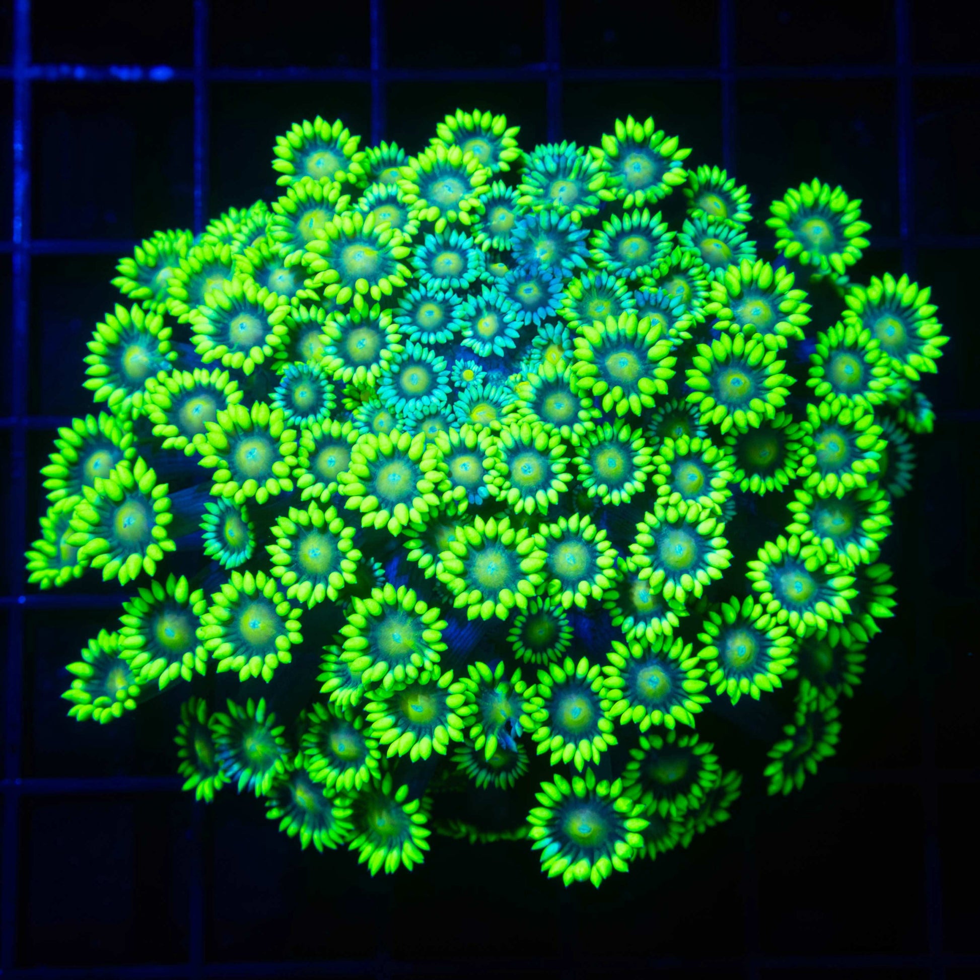 Highlighter Grafted Goniopora Colony (Insanely Bright!) 3"