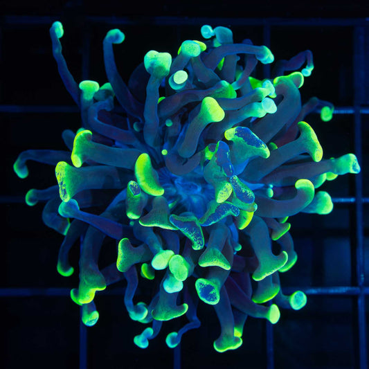 Highlighter Splatter Branch Hammer (Bright!)