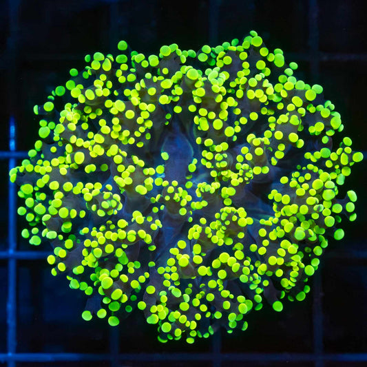 Highlighter Branching Octospawn (Bright!)