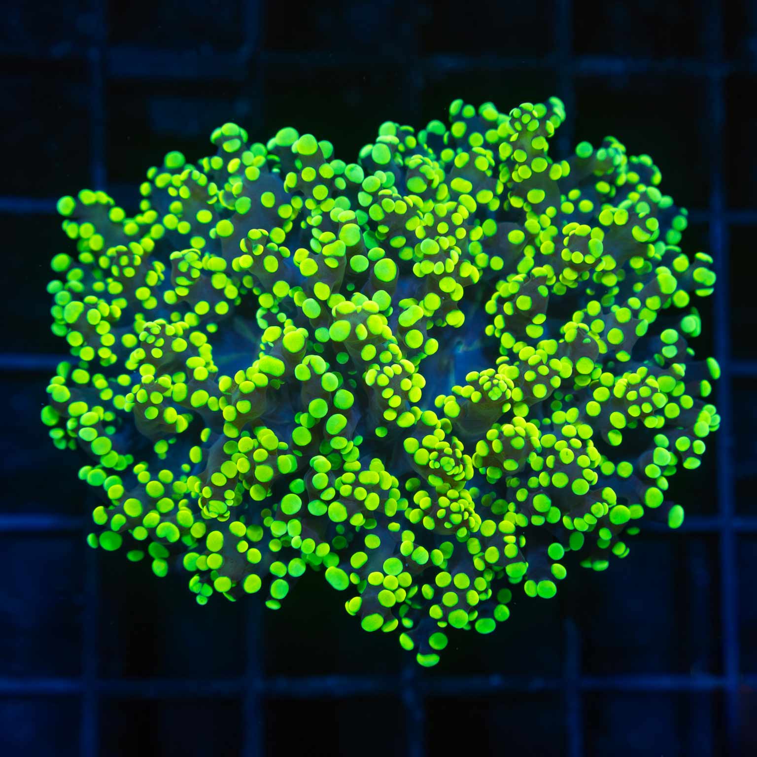 Highlighter Branching Octospawn (Bright!)
