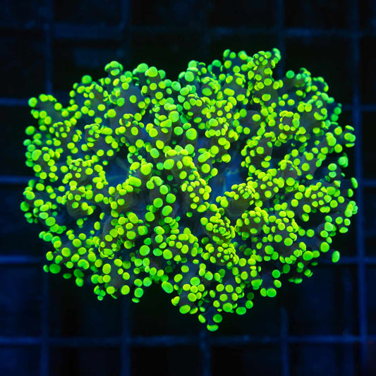 Highlighter Branching Octospawn (Bright!)