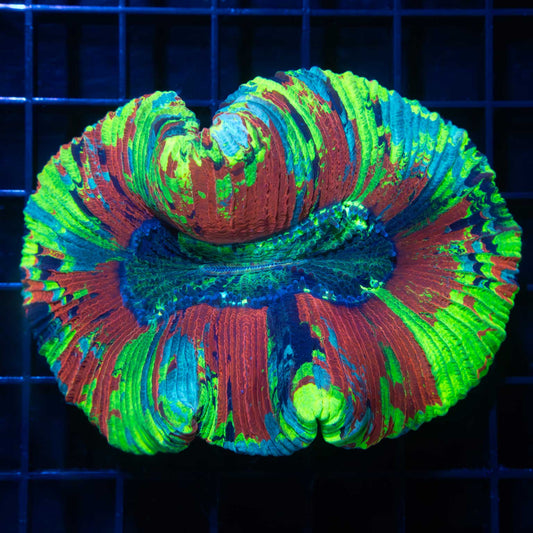 Highlighter Rainbow Trachyphyllia 3.5" (Bright!)