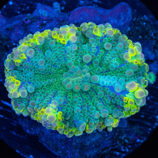 Highlighter Rim Yuma