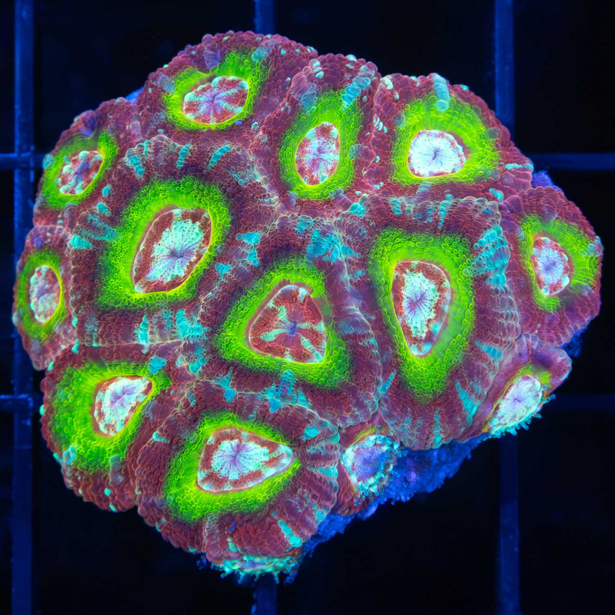 asian acan glowing ring colony