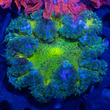 highlighter Rock Flower Anemone