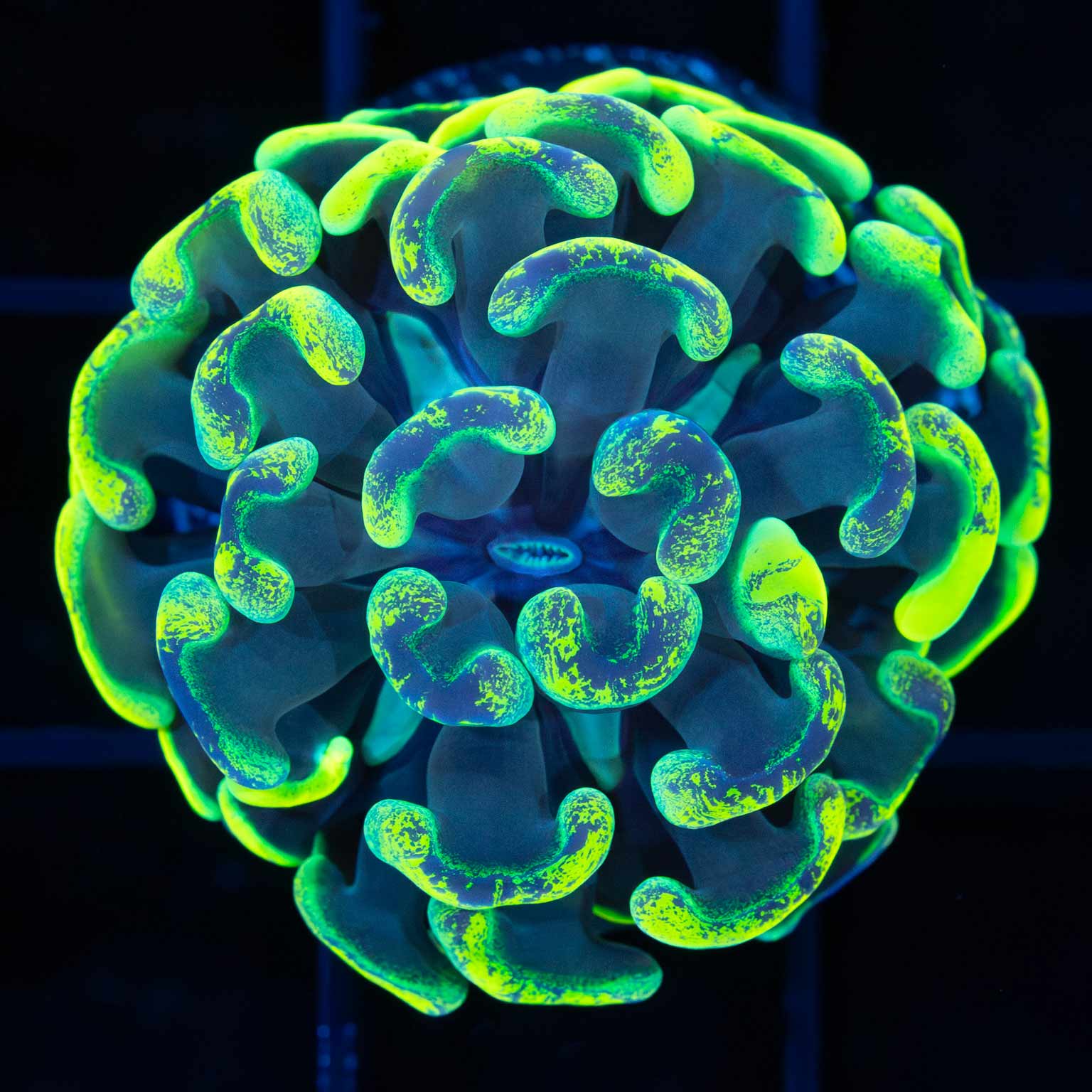 Highlighter Splatter Branching Hammer 1.25"