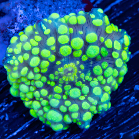Glow Bump Mushroom Coral