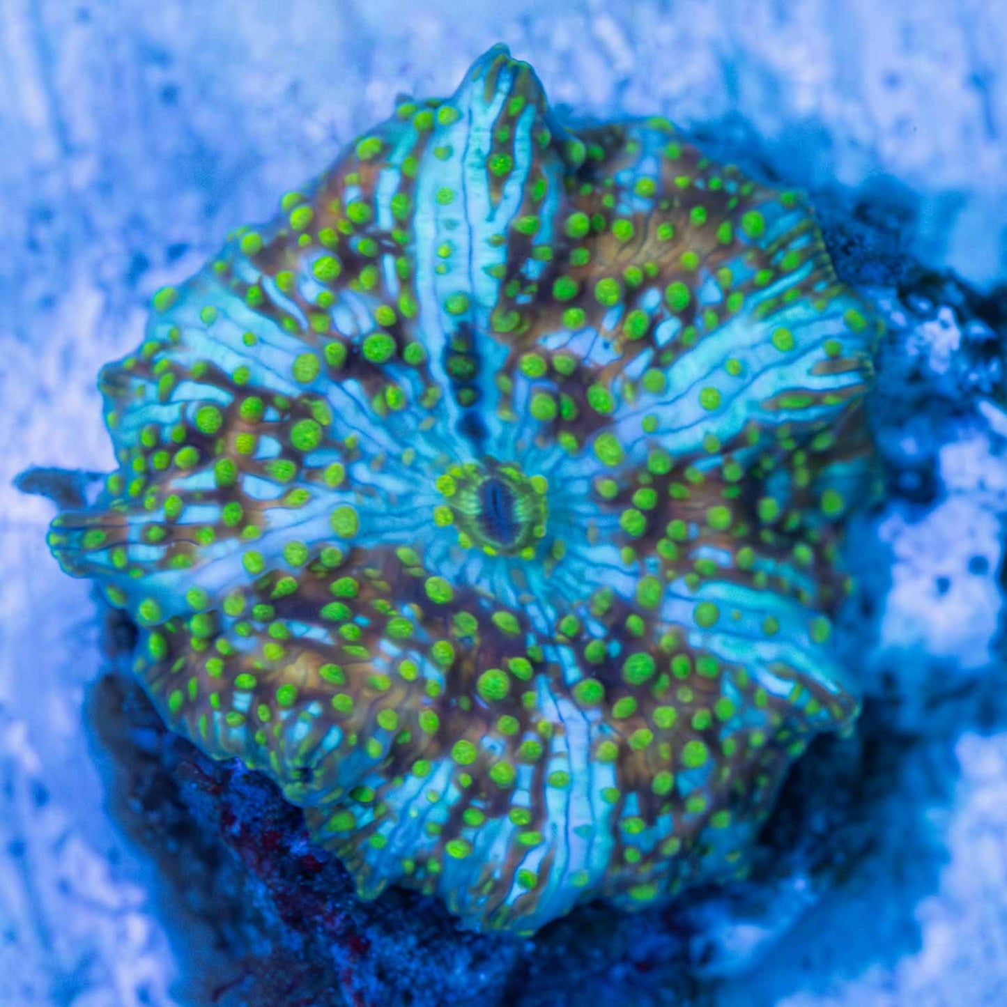 Wavy Gravy Mushroom Coral