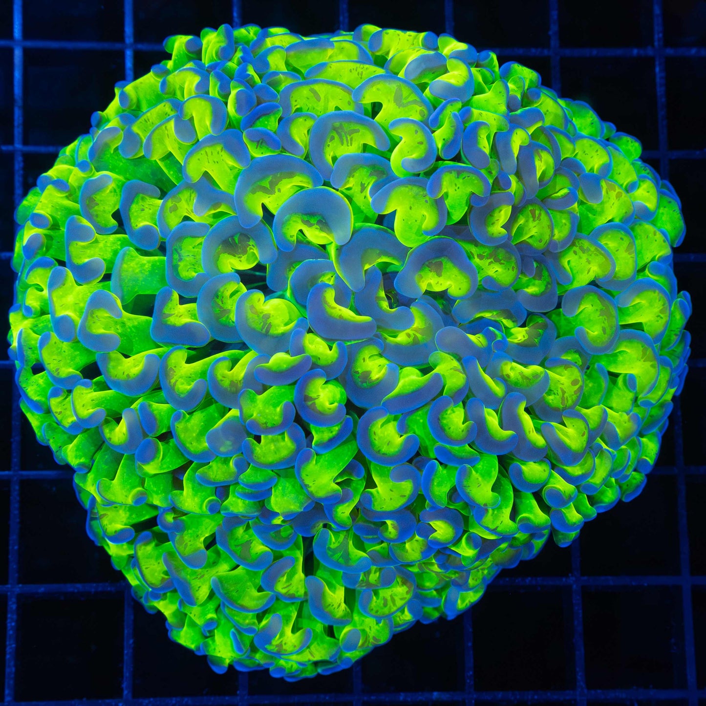 Extra Bright Splatter Stem Branch Hammer (4")