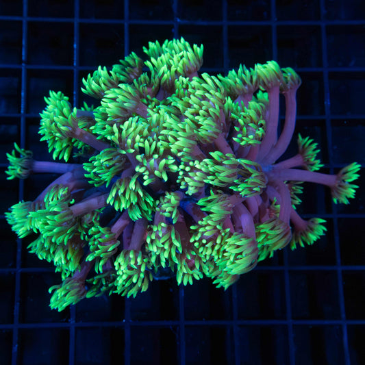 Highlighter Purple Stem Goni Colony 4.25"