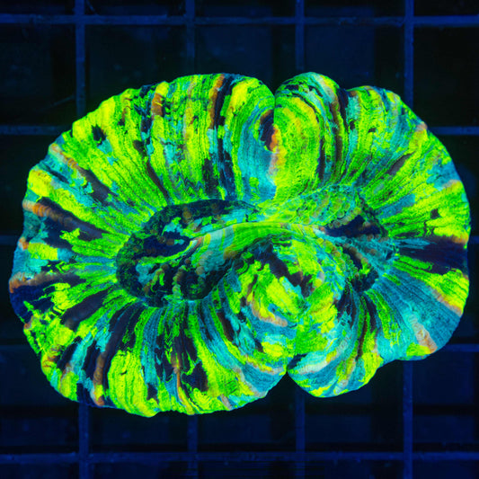 Ultra Bright Neon Trachyphyllia