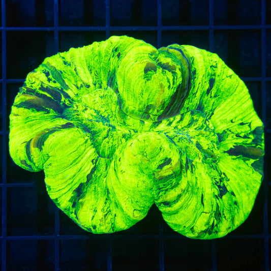 Highlighter Trachyphyllia 3.25" (Bright!)