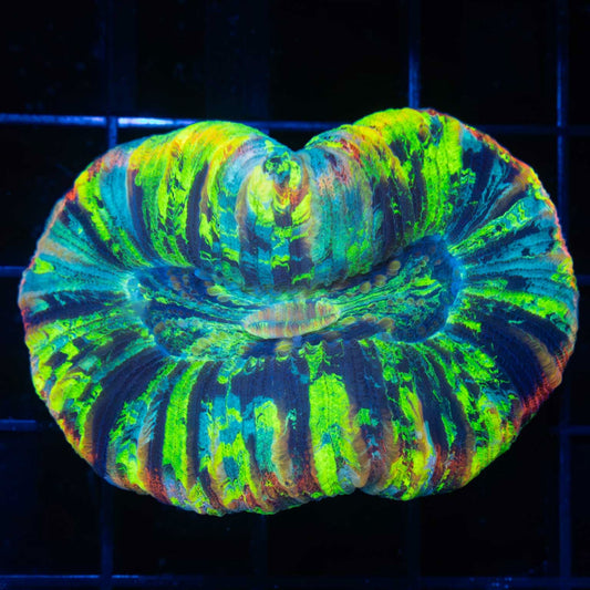 Highlighter Rainbow Trachyphyllia 2.5" (Bright!)