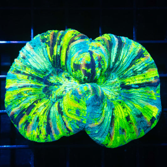 Highlighter Trachyphyllia 3" (Bright!)