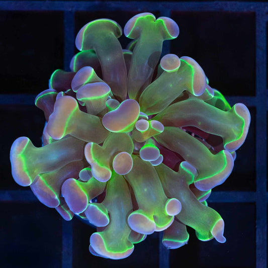 Hologram Hammer Coral (Tank Grown)