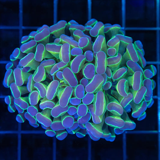 4 Color Branching Hammer Coral (Tank Grown)