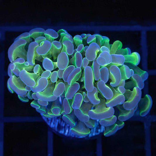 Bicolor Hologram Hammer