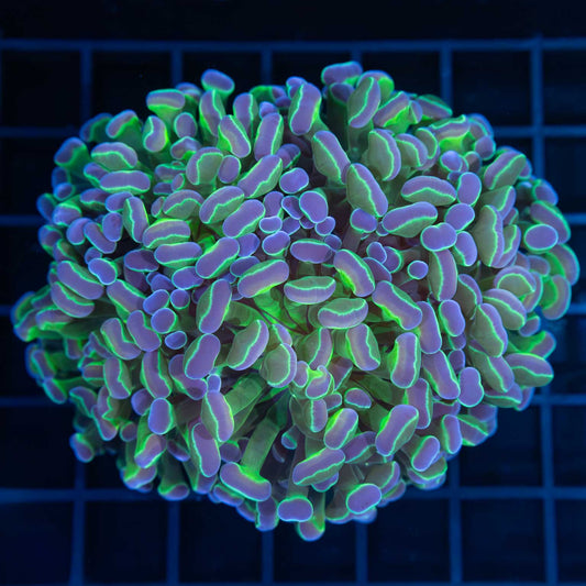 Hologram Hammer Colony 5 Heads (Tank Grown)