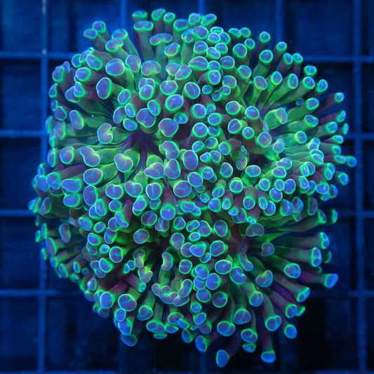 Hologram Hammer Colony 4 Heads