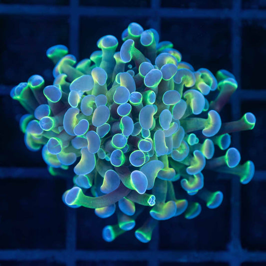 2 Heads Tri-Color Hologram Hammer Coral