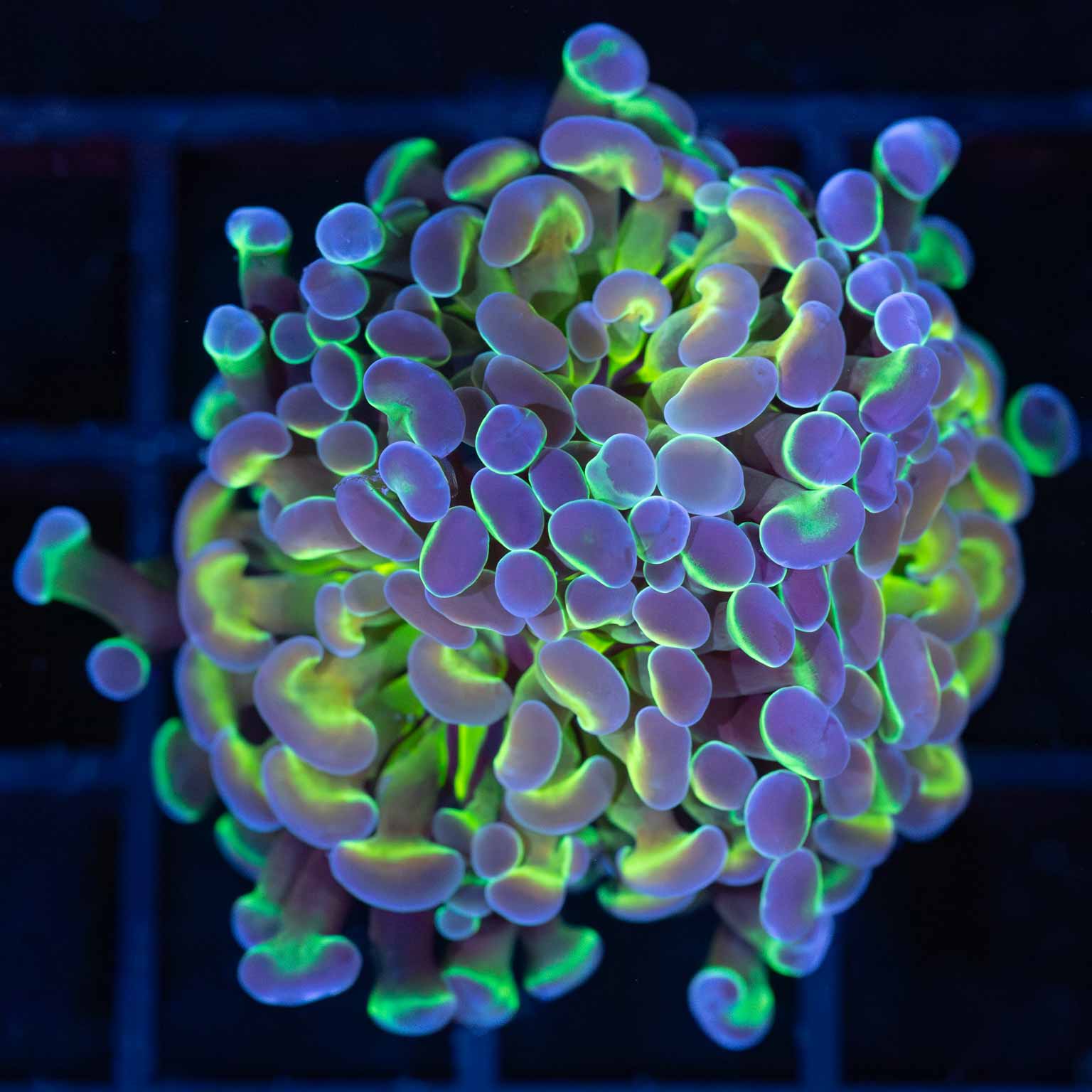 2 Heads Tri-Color Hologram Hammer Coral