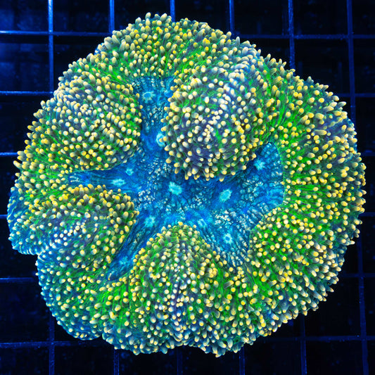 Holy Grail Carpet Lobophyllia 4"