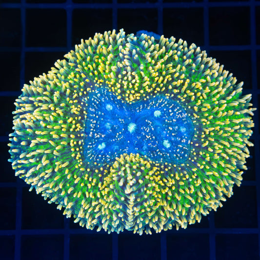 Holy Grail Carpet Lobophyllia 3.25"