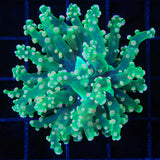 Holy Grail Frogspawn Coral