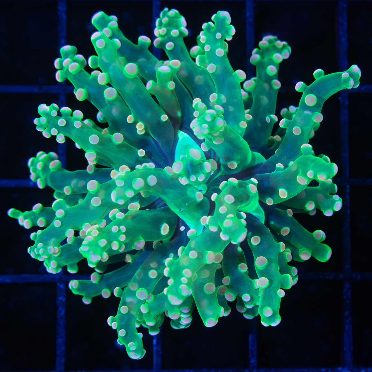 Holy Grail Frogspawn Coral