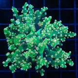 Holy Grail Frogspawn Coral
