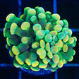 holy grail hammer coral