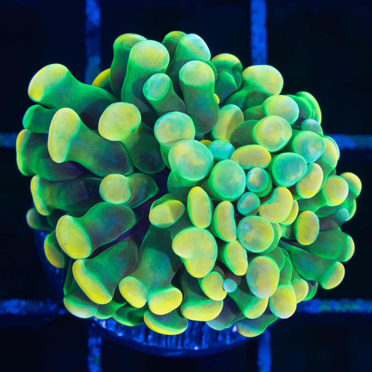 holy grail hammer coral