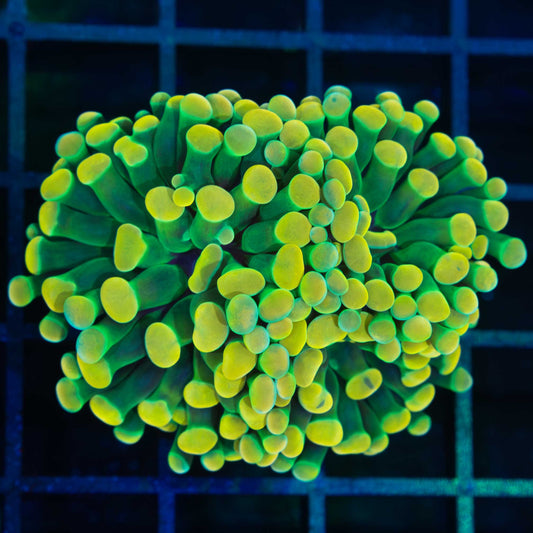 holy grail hammer coral